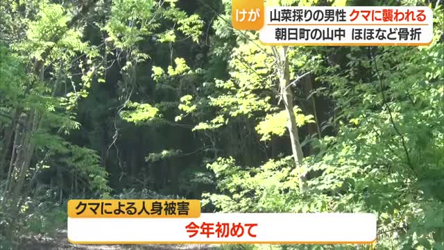 体長1メートルのクマに襲われ顔骨折などけが・70歳男性命に別条なし　山菜採りで山へ　山形・朝日町