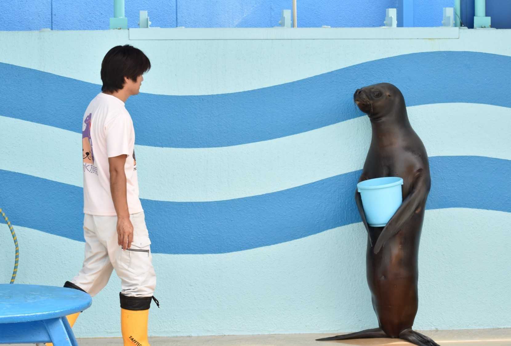 アシカって立つの 人間っぽい姿がじわじわくる 水族館に聞いてみた