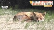 県庁中庭でキツネがぐっすり熟睡　銀行や酒造会社にはカモシカ侵入　野生動物の出没相次ぐ　新潟
