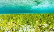 【新研究発表】気候変動対策の鍵は「海草藻場」-炭素吸収と経済的損失の抑制に貢献