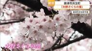 標高300mの山あいに約50本の桜 唐津市浜玉町「大野さくらの里」満開迎える【佐賀県】