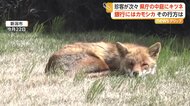 県庁中庭でキツネがぐっすり熟睡　銀行や酒造会社にはカモシカ侵入　野生動物の出没相次ぐ　新潟