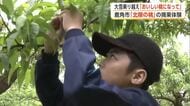 鹿角市特産「北限の桃」、児童が摘果作業を体験　大雪被害で収穫量3割減の見込み　秋田
