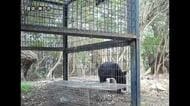 神戸市でクマ出没　センサーカメラが撮影　神戸市内では初の確認　付近のゴルフ場などに注意呼びかけ
