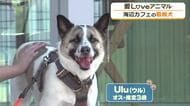 海が見えるカフェに毎日“出勤”　看板ワンコはちょっぴり臆病だけど優しい元保護犬「ウル」くん　子犬のお世話もお手の物