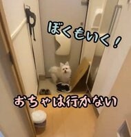 「ぼくもいく！」飼い主の外出に玄関から離れない愛犬に“奥の手”…おやつとの“葛藤”の結末がかわいい