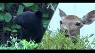 真夏の絶景「ひまわり畑」180万本が“全滅”　防犯カメラに食い荒らすシカ　恒例のまつりは中止視野　福島・郡山布引風の高原