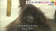 「かわいらしい顔とか見て」とべ動物園　オランウータンお嫁さん候補「ジェニファー」一般公開へ【愛媛】