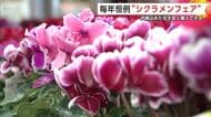 毎年恒例“シクラメンフェア”開催　約40種3万株が並ぶ　通常よりお得に購入　秋田・潟上市