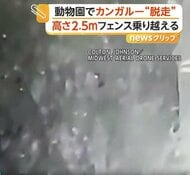 飼育場を抜け出し動物園内を歩き回るゾウ　カンガルーはフェンスを跳び越え3日間の逃走劇　アメリカ