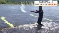 網を打っても数匹のみ…8月の大雨でアユが激減　九頭竜川の伝統「さぎり漁」記録的な不漁