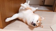 ドアストッパーの柴犬!? 仰向けで“白目”の寝姿がコワカワイイ