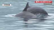 大月町柏島の親子イルカ 【高知】