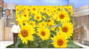 「夏じゃないのになぜ?」“秋に咲く”ヒマワリの絶景! 紫外線UV-Aによるお肌トラブルにも注意を…