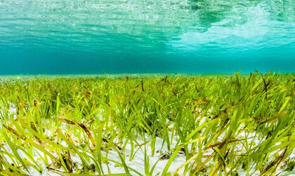 【新研究発表】気候変動対策の鍵は「海草藻場」-炭素吸収と経済的損失の抑制に貢献