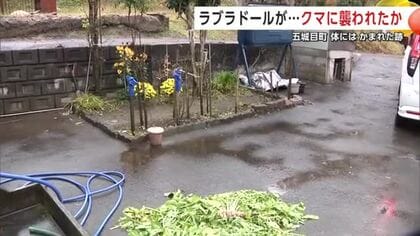 ラブラドール・レトリバーがクマに襲われたか　犬の左足にかまれた跡　付近にはクマのふん　秋田・五城目町