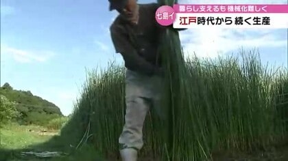 生産農家は6軒のみ…日本で唯一大分県だけで作られる畳表の材料「七島イ」 見直されるその価値 大分の宝どう守る?