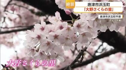標高300mの山あいに約50本の桜 唐津市浜玉町「大野さくらの里」満開迎える【佐賀県】