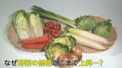 【野菜の高騰】白菜が2倍以上の値上がりで”1玉約1000円”！？低気温で生育遅れて…農園「スイカの支度が…」と困惑　