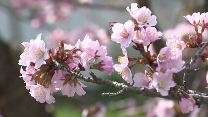 甘い香り漂わせ“チシマザクラ”170本かれんに咲き誇る～ピンクや白の花愛らしく…寒地土木研究所で27日まで一般公開〈北海道札幌市〉