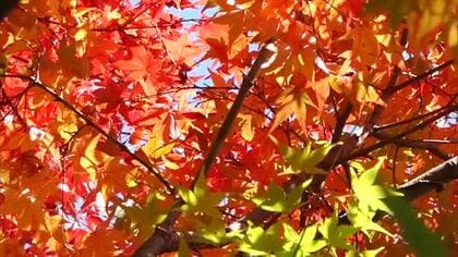 ロープウエーを上って眺める紅葉のグラデーションは絶景！日本三大渓谷美・小豆島の寒霞渓で見頃【香川】