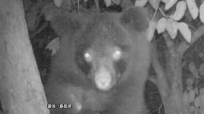 エサ求めて人里に…浜田市でクマの親子3頭目撃　市営団地近くの道路に出没　警察などパトロール（島根）　