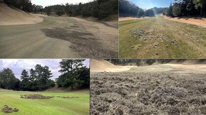 “ゴルフ場の命”芝生があちこち荒らされボコボコ状態に…甚大な被害なぜ？ゴルフ場荒らしの“正体”は？