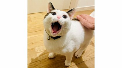 「あくび」を全力で褒め続けたら“見せにくる”ようになった猫にキュン…なぜ気づいたの? 飼い主に聞いた