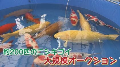 白熱のマネーゲーム 中国“解禁”で高額落札が連発！ “泳ぐ宝石