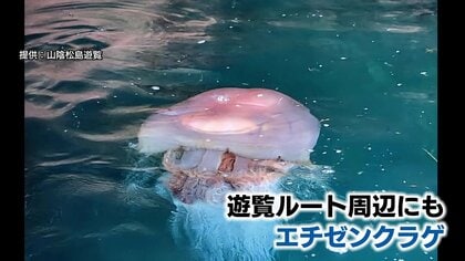 異変？】エチゼンクラゲが15年ぶりに大量発生 「1円にもならない
