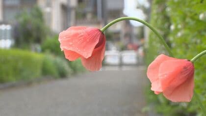毒花 危険】｢ナガミヒナゲシ｣ “触れるとかぶれる”有毒外来植物が繁殖