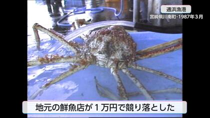 世界最大のカニと言われる「タカアシガニ」の大物！1987年の記録映像