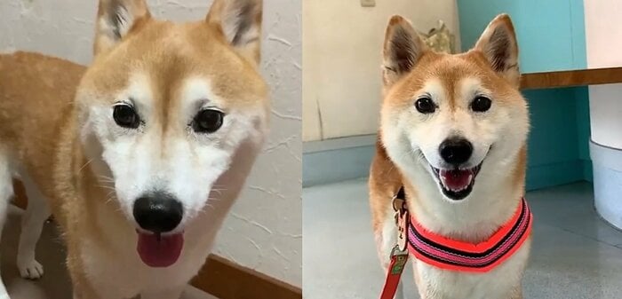左:雷におびえる様子 右:病院で診察待ちのワクワクした様子
