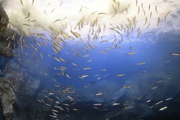 雄大に泳ぐ魚たち 北の大地の水族館HPより引用