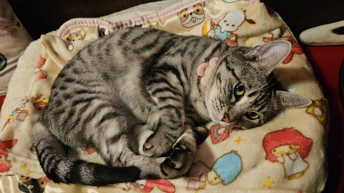 ある日突然やってきた一匹の猫