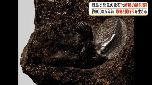 尖った前歯