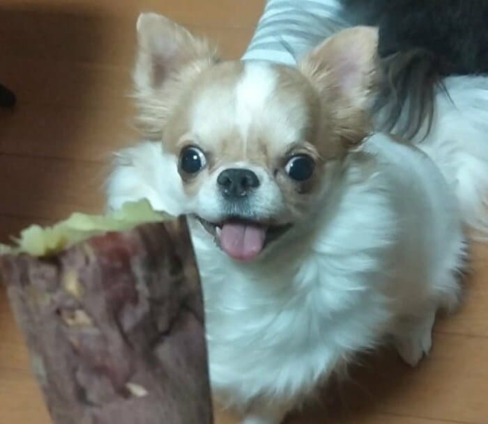 焼き芋が大好き