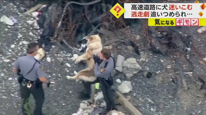 警察官に抱き抱えられる犬