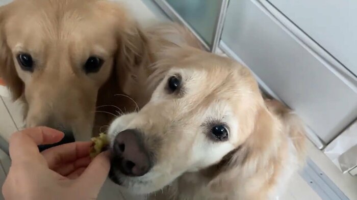 ルーシーちゃん(右)は食べ物が大好きだという
