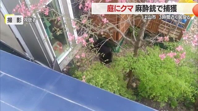 黒い物体はクマ。住宅の庭に出没した