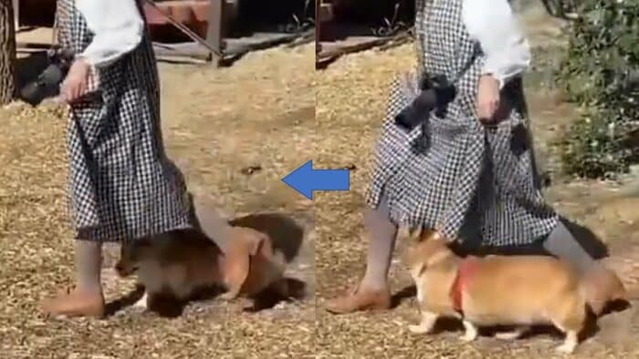 せこむちゃんのスルー 歩く飼い主さんに合わせてくぐっていく