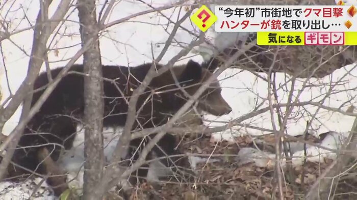 雪が残る斜面をゆっくりと歩きながらカメラの方を見るクマ