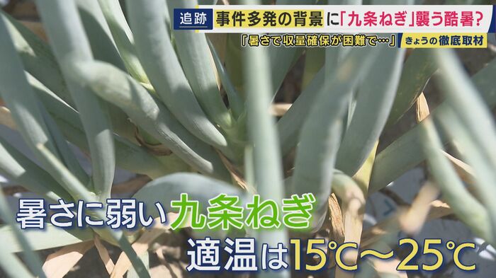 九条ねぎの生育適温は15度から25度