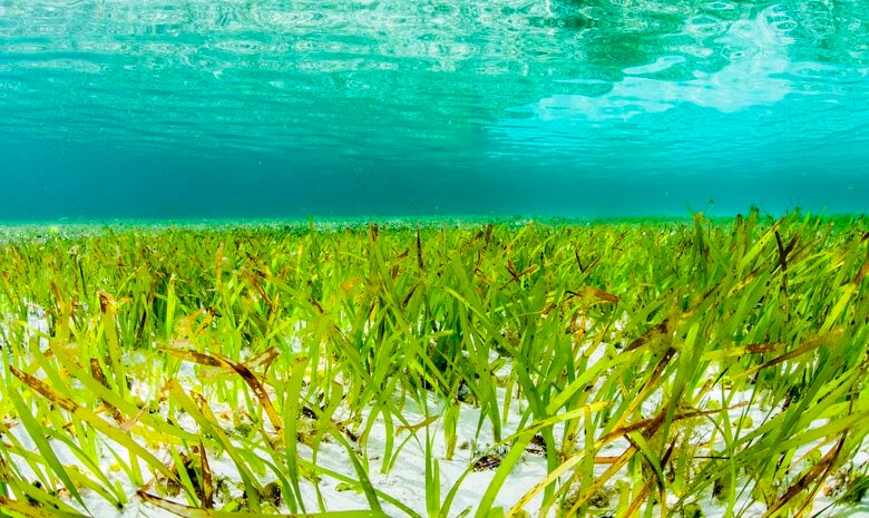 【新研究発表】気候変動対策の鍵は「海草藻場」-炭素吸収と経済的損失の抑制に貢献