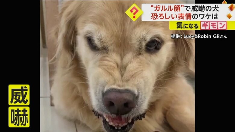 “ガルル顔”で威嚇する犬　「女の怖さを見るような…」独り占めしたいものがあると“おとなしい女の子”から豹変｜FNNプライムオンライン