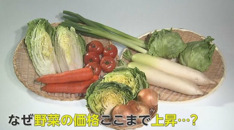 【野菜の高騰】白菜が2倍以上の値上がりで”1玉約1000円”！？低気温で生育遅れて…農園「スイカの支度が…」と困惑　｜FNNプライムオンライン