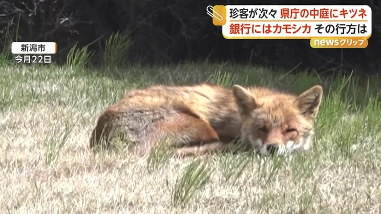 県庁中庭でキツネがぐっすり熟睡　銀行や酒造会社にはカモシカ侵入　野生動物の出没相次ぐ　新潟｜FNNプライムオンライン