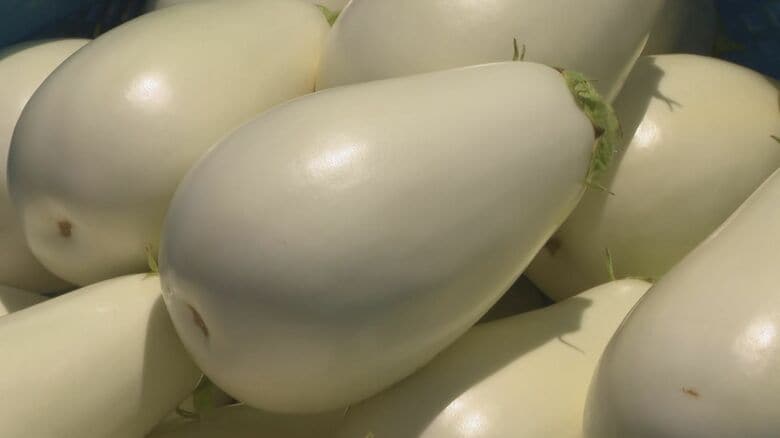 一般的なものの2倍の大きさ…岡崎市のブランド野菜『白ナス』の出荷が最盛期 生育に遅れも身は柔らかく｜FNNプライムオンライン