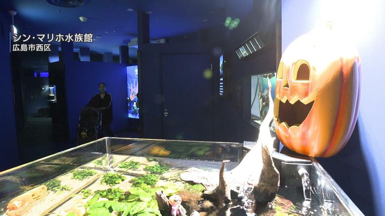 「すごい可愛くて最高でした」　シン・マリホ水族館が『ハロウィーン限定』の装飾に　魚の習性を利用　広島｜FNNプライムオンライン