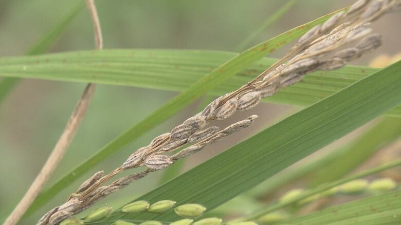 「稲穂が白い」「実が入っていない」夏の水不足でコメ収量に影響、品質低下も懸念…岩手・花巻市の生産者に打撃　概算金引き上げも複雑な心境｜FNNプライムオンライン